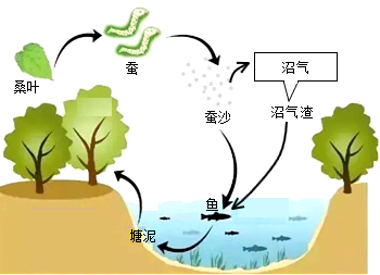 紅樹林濕地生態(tài)系統(tǒng)的自然保護與管理